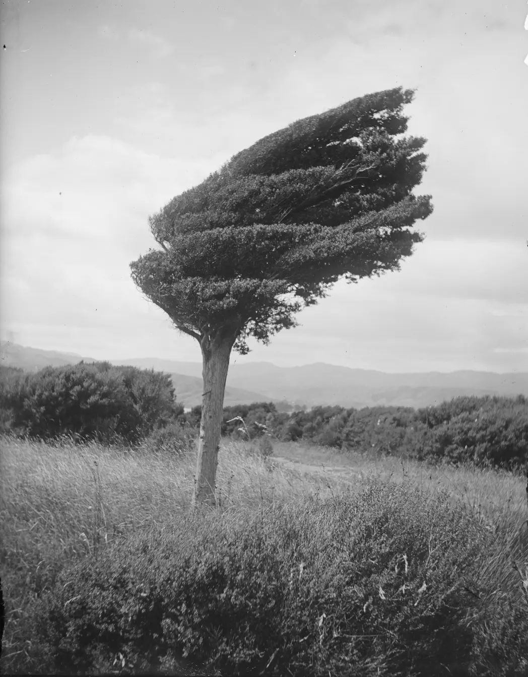 Pequeña totara en la cresta sobre Long Point